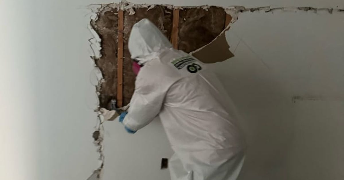 mold restoration work by Go Green Restoration